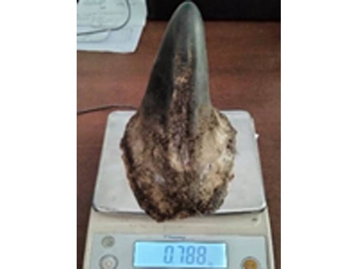 गैंडाको खागसहित ४ जना पक्राउ